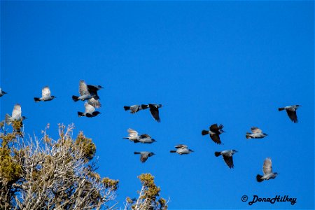 Pinyon Jays