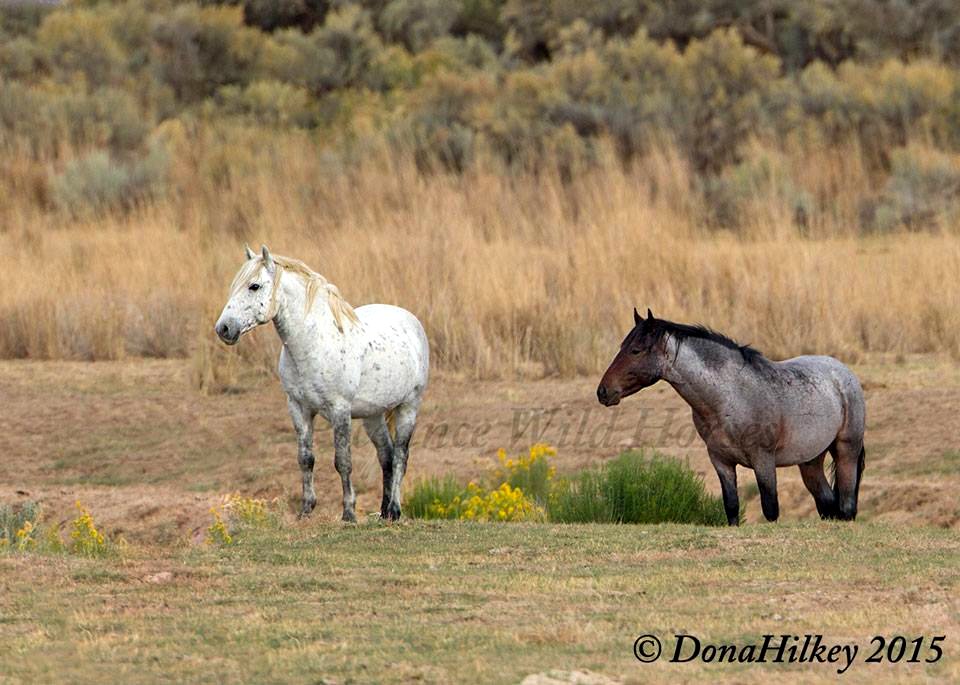 Piceance Wild Horses