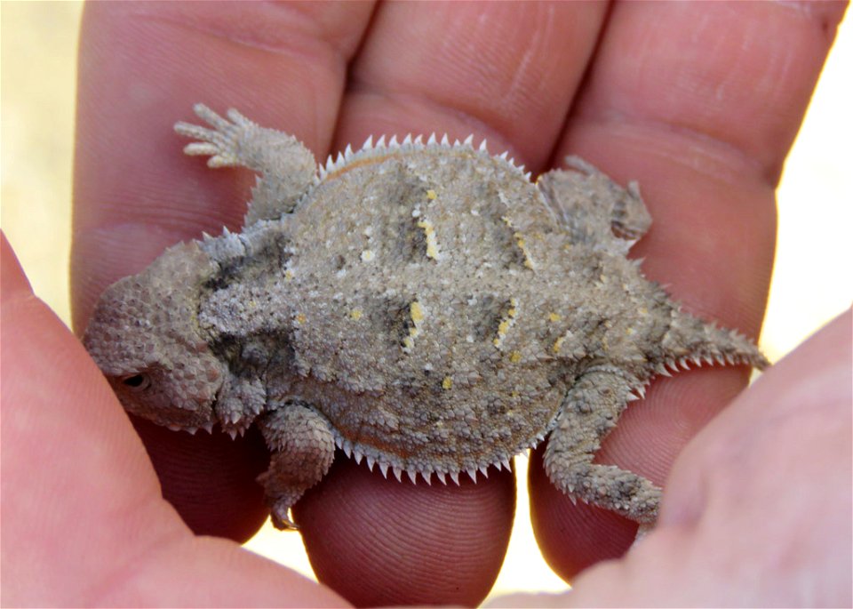 Hernandez's-Short-horned-Lizard-19july2018-PED