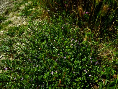Lythrum tribracteatum Salzm. ex Spreng., 1827