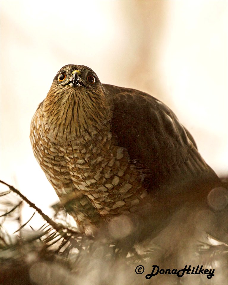 Sharp-shinned Hawk