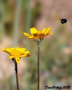 Osmia sp on Stemless Four-nerved Daisy photo