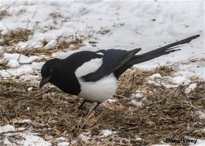 Black-billed Magpie photo