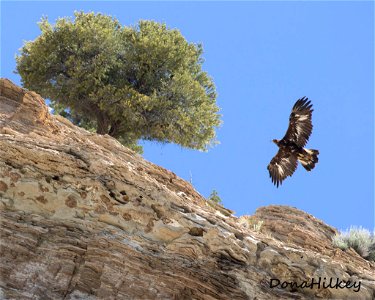 GOEA 15may2018