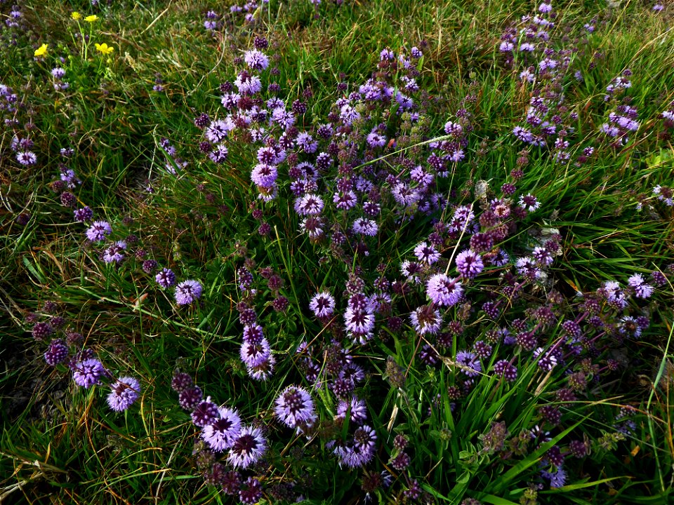 Mentha pulegium L., 1753