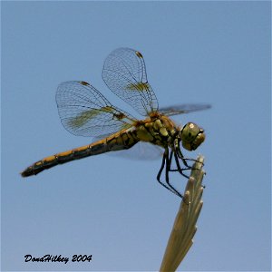 Band-winged Meadowhawk