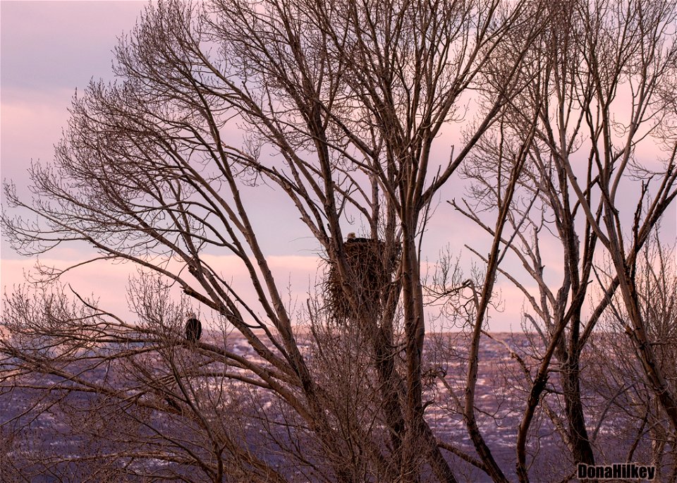 Bald Eagle pair at nest
