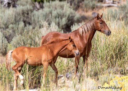 web-sorrel-mare-and-foal-aug2019