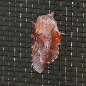 American Lappet Moth Phyllodesma americana 15may2006 Valley Repair