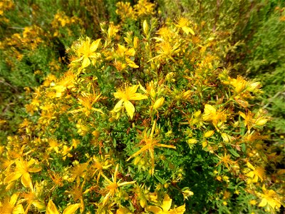 Hypericum perforatum L., 1753