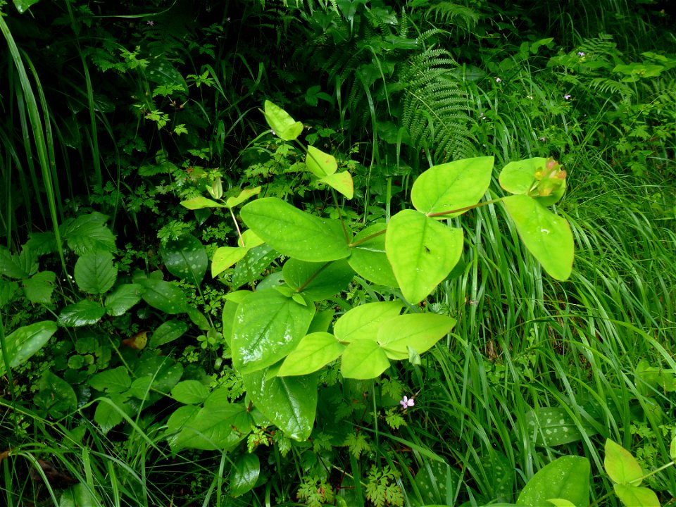 Hypericum androsaemum L., 1753