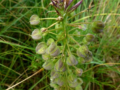 Muscari comosum (L.) Mill., 1768 photo