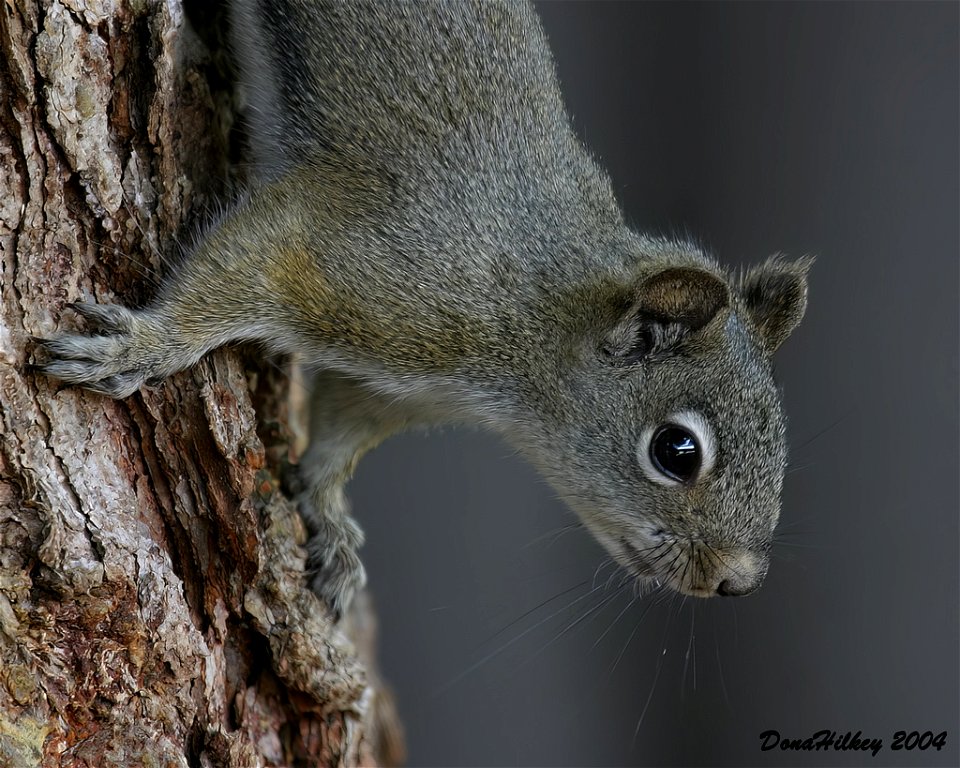 American Red Squirrel