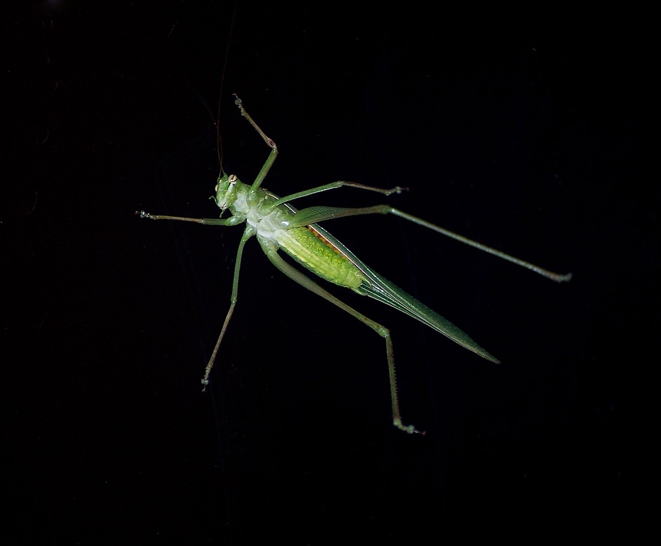 Resting wildlife night