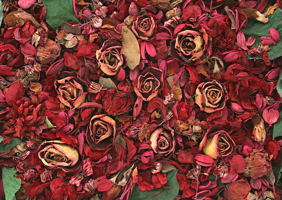 Dried flowers background.