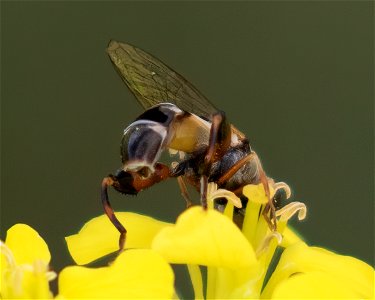 Thick-legged Hover Fly