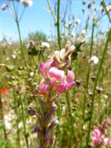 Onobrychis viciifolia Scop., 1772