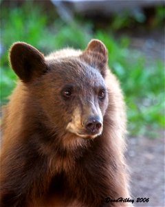 Black Bear photo