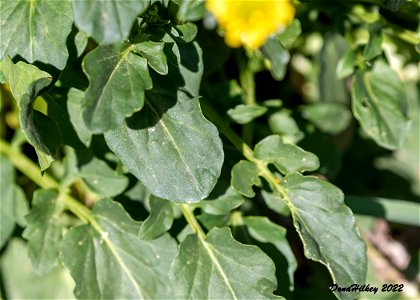 Wintercress