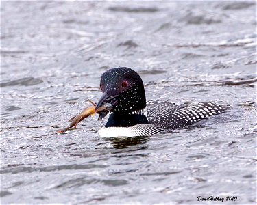 Common Loon