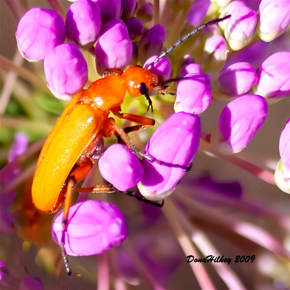 Blister Beetle Tribe Nemognathini
