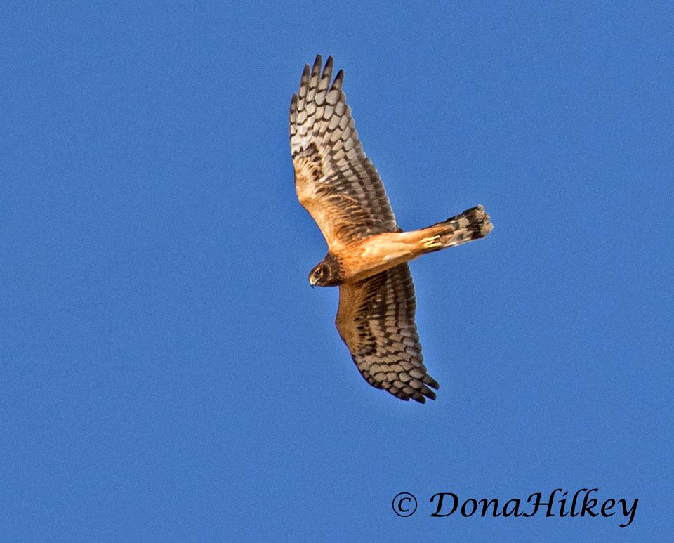 Northern Harrier