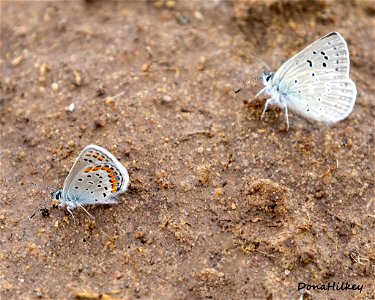 Boisduval's Blue and Melissa Blue