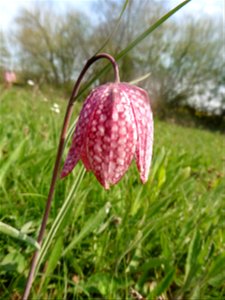 Fritillaria meleagris L., 1753