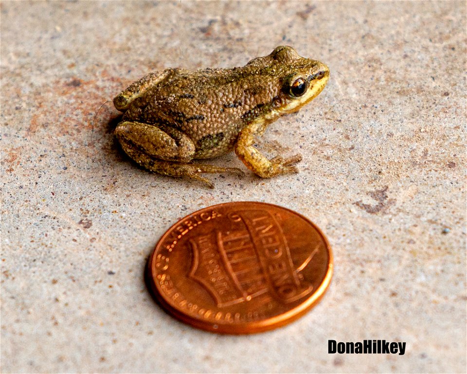 Boreal Chorus Frog