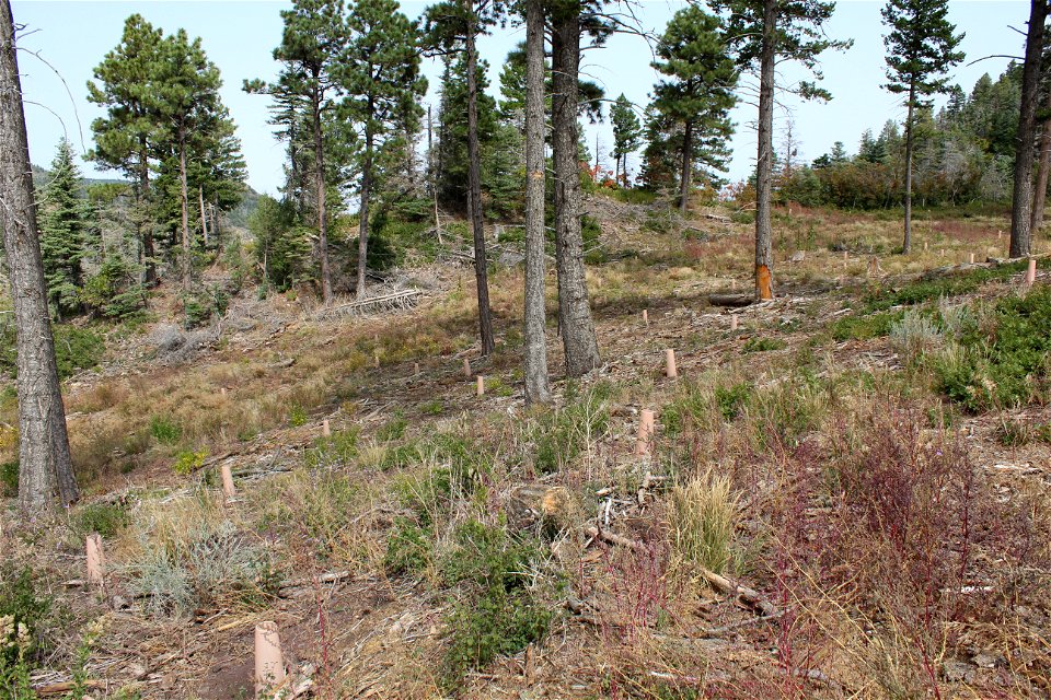 Seedling planting on Sandia RD