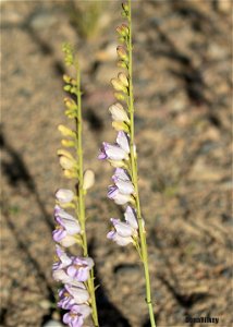 Palmer's Penstemon
