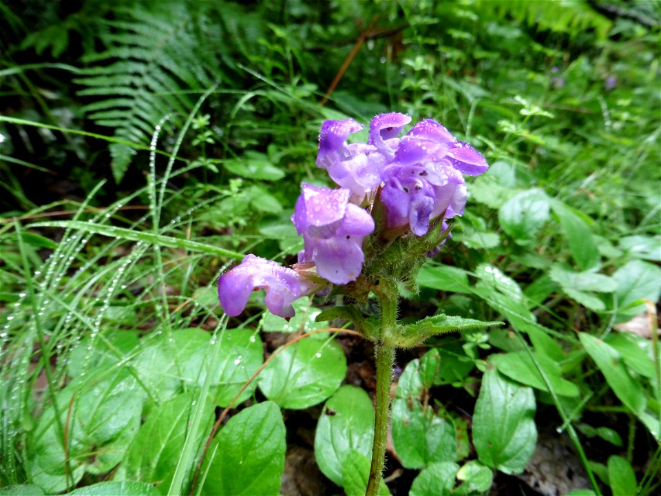 Prunella grandiflora (L.) Scholler, 1775
