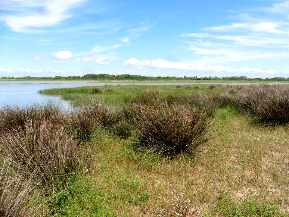 Juncus acutus L., 1753