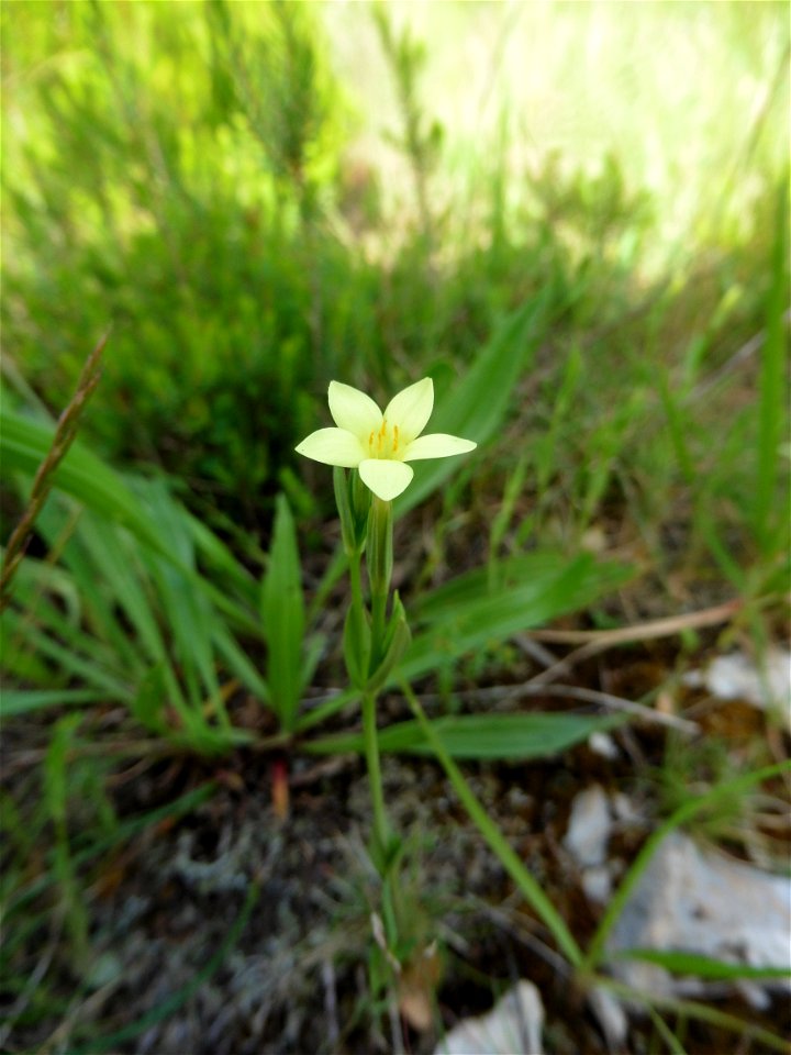 Centaurium maritimum (L.) Fritsch, 1907
