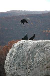 Wolf Rock Catoctin Mountain