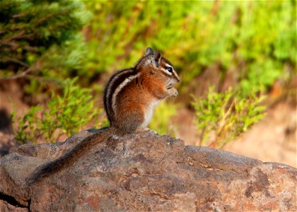 Uinta Squirrel