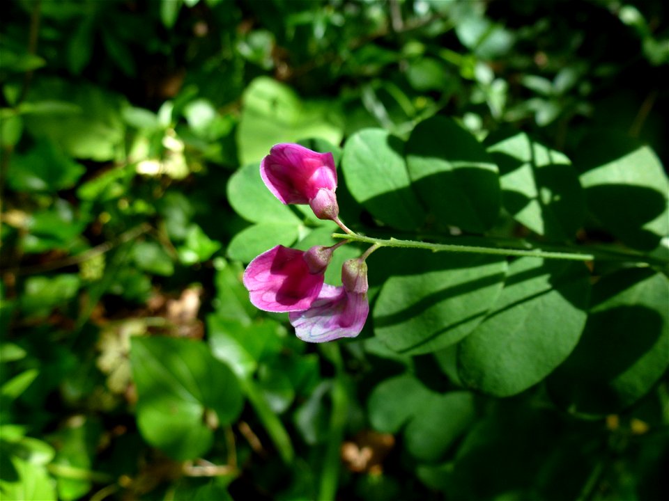 Lathyrus niger (L.) Bernh., 1800