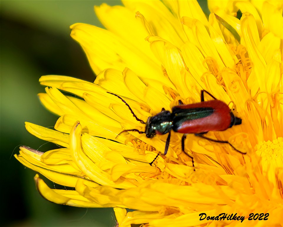 Scarlet Malachite Beetle