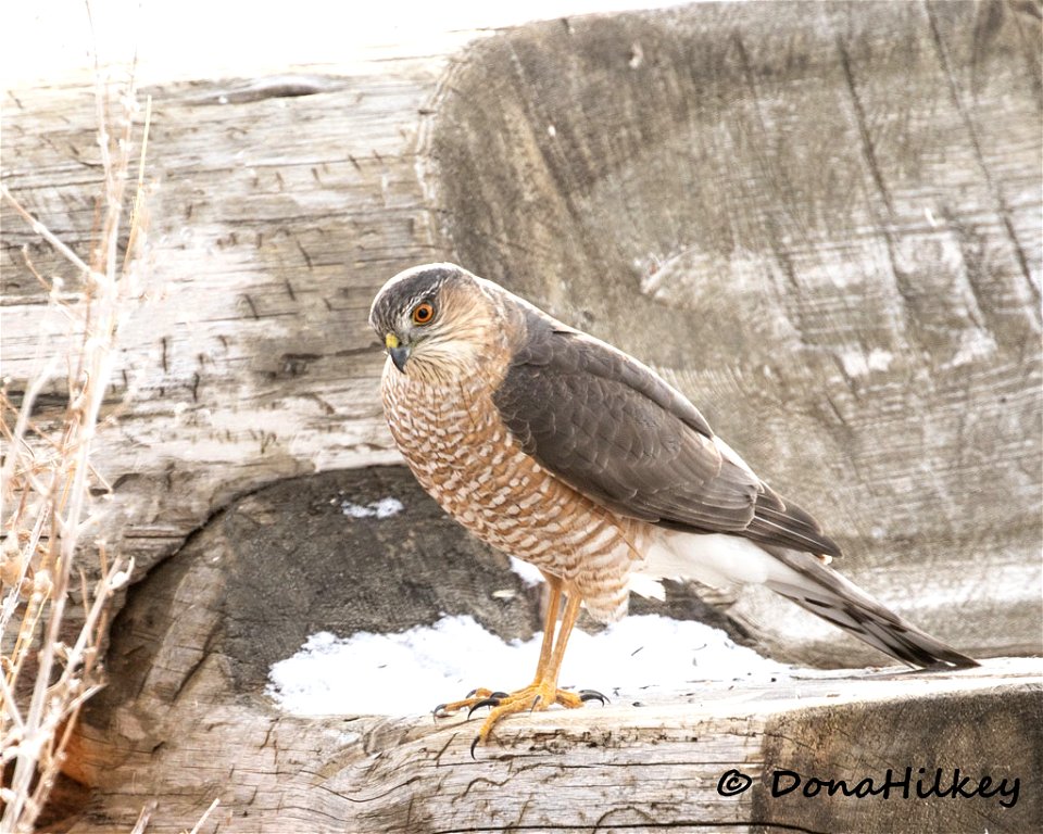 Sharp-shinned Hawk
