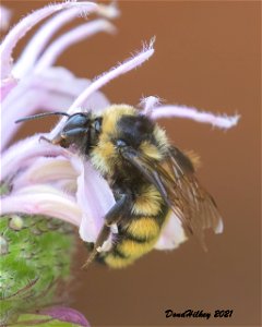 Unid Bumble Bee