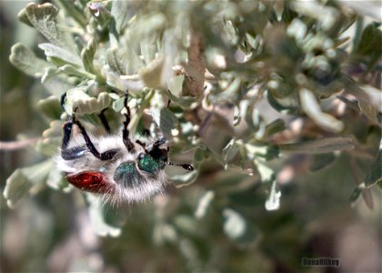 Hairy Bear Scarab Beetle