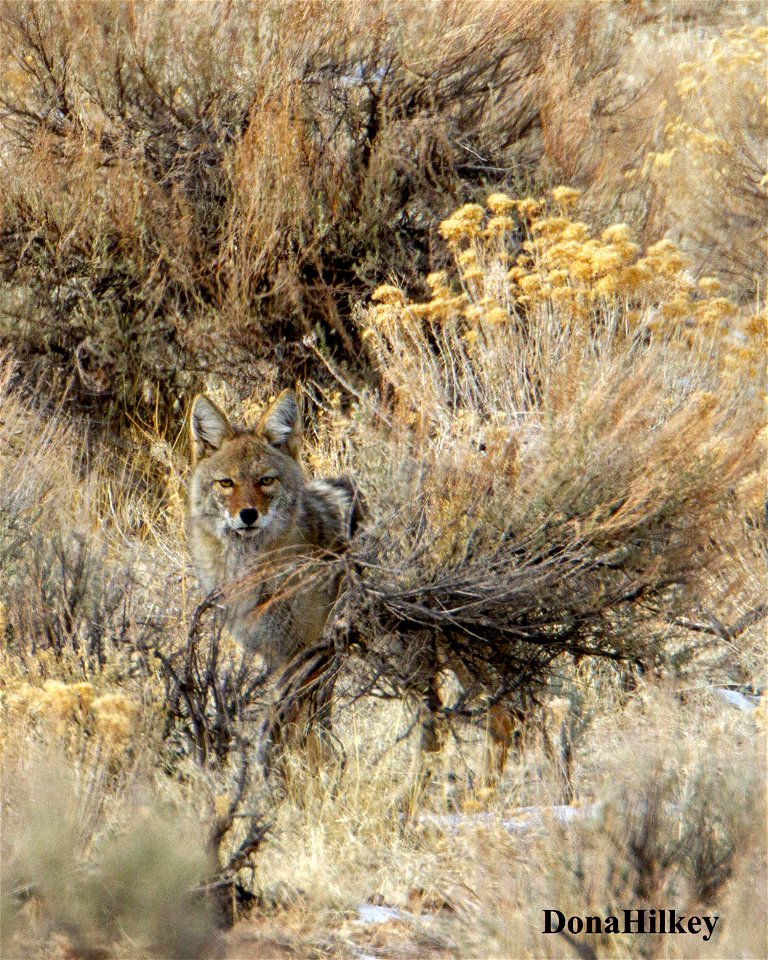 Coyote-10dec2020-Hwy-318-2-