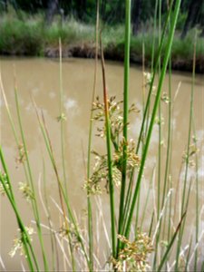 Juncus effusus L., 1753