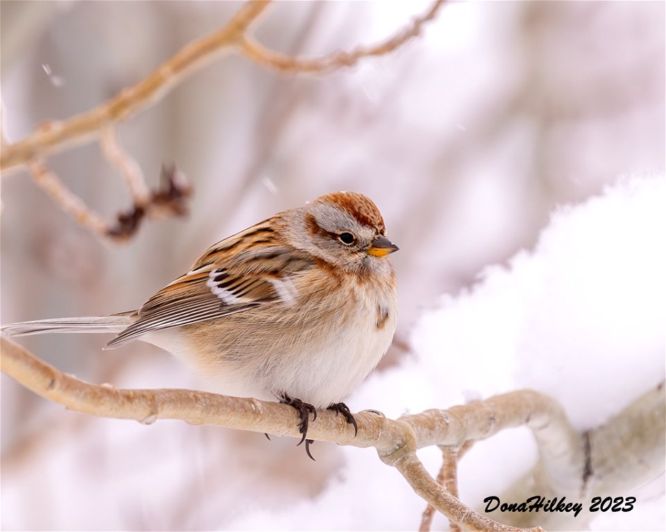 American Tree Sparrow photo