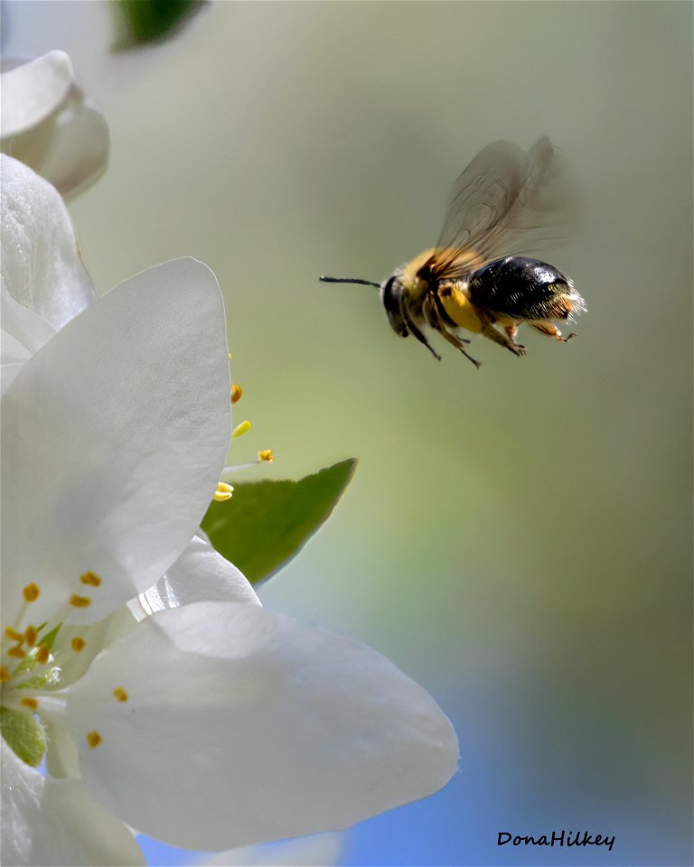 One of the typical mining bees