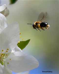 One of the typical mining bees