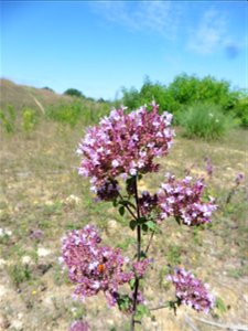 Origanum vulgare L., 1753