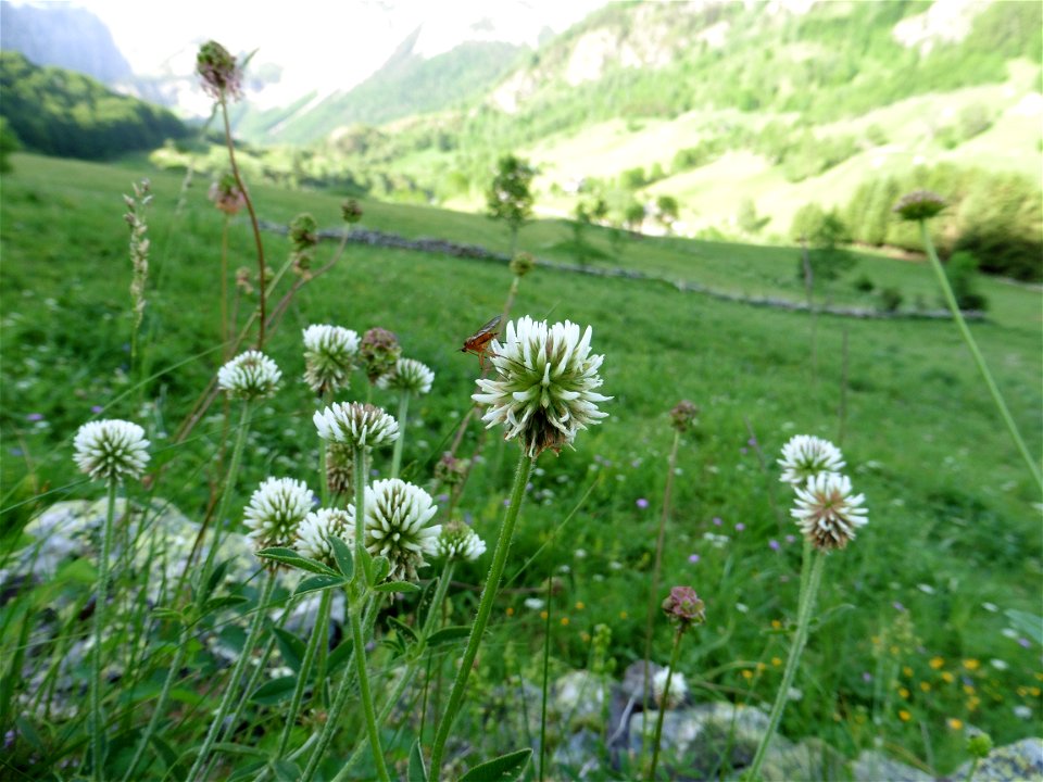 Trifolium montanum L., 1753