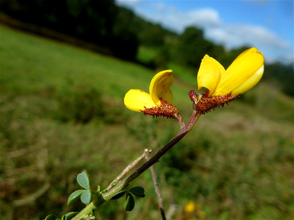 Adenocarpus complicatus (L.) J.Gay, 1836