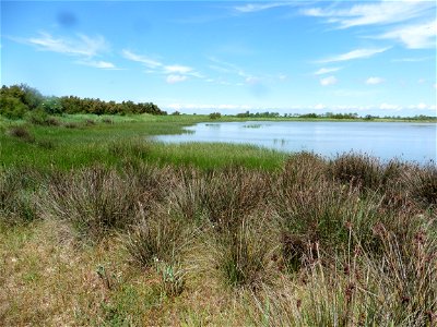 Juncus acutus L., 1753